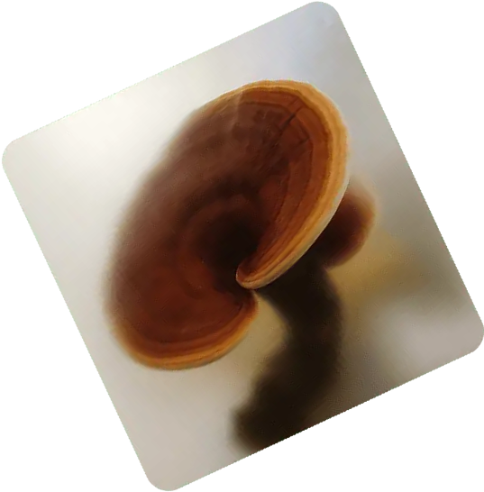 Why Choose Shuang Hor